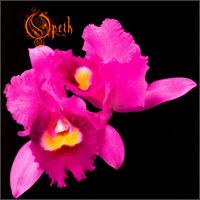 Opeth album Orchid